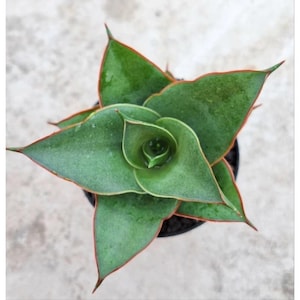 Sansevieria Ghea Unique Snake Plant Best Quality Plants