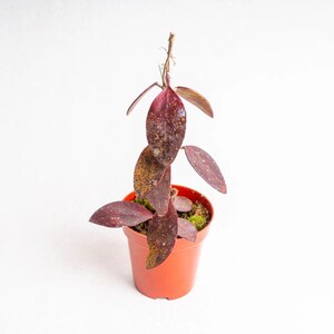 Hoya Benchaii Red Good Leaves And Flowers Quickly - Fast Shipping