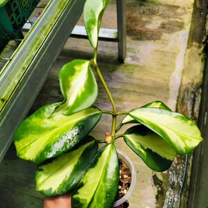 Hoya Diversifolia Maharani Variegated Good Leaves And Flowers Quickly - Fast Shipping
