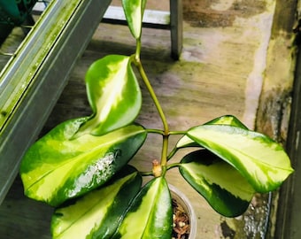 Hoya Diversifolia Maharani - Etsy