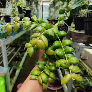 Hoya Aeschynanthoides Good Leaves And Flowers Quickly - Fast Shipping
