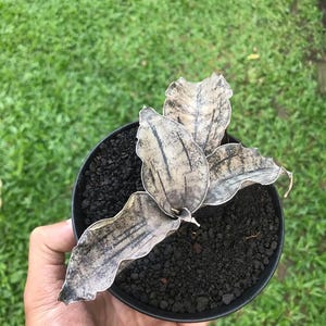 Sansevieria Kirkii Brown Variegated Snake Plant Unique Foliage