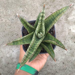 Sansevieria Srikandi Hybrid Unique Snake Plant
