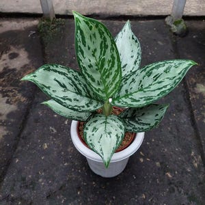 Aglaonema Green Copacta Beautiful Colors And Leaves