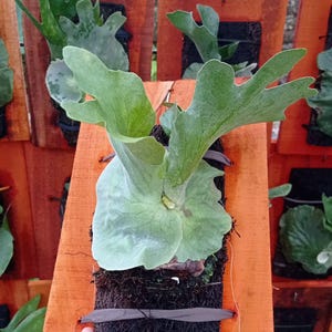 Platycerium Wandae Best Quality Deer Antler Park Plants