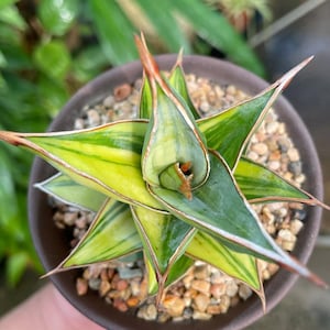 Sansevieria Pinguicula Variegated Unique Snake Plant