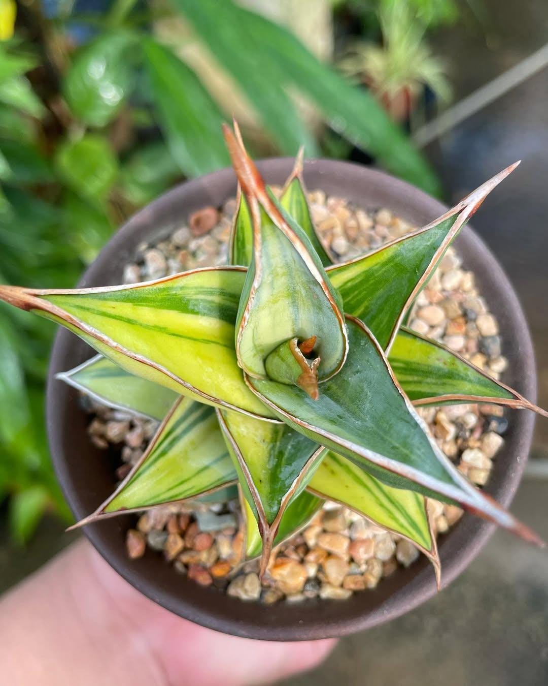 専用　Sansevieria pinguicula Longifoli 専用 Sansevieria pinguicula Longifoli Sansevieria pinguicula