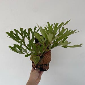 Platycerium Ridleyi Deer Antler Fern
