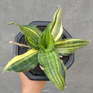 Sansevieria Black Rose Variegated Unique Snake Plant