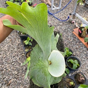 Platycerium Grande Best Quality Deer Antler Park Plants
