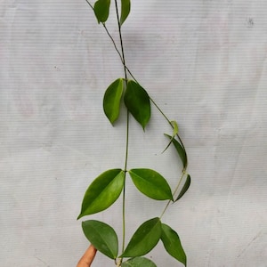 Hoya Globulifera Good Leaves And Flowers Quickly - Fast Shipping
