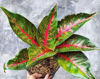 Aglaonema Hughes Rare Foliage Plant With Phytosanitary Certificate