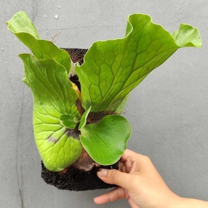 Platycerium Neptune Best Quality Deer Antler Park Plants