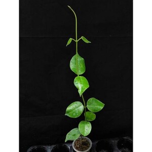 Hoya Gigas Good Leaves And Flowers Quickly - Fast Shipping