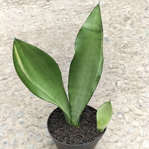 Sansevieria Moonshine Variegated Unique Snake Plant