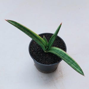 Sansevieria Bandidos Variegated Unique Snake Plant