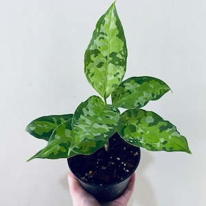 Aglaonema Pictum Tricolor Beautiful Colors And Leaves