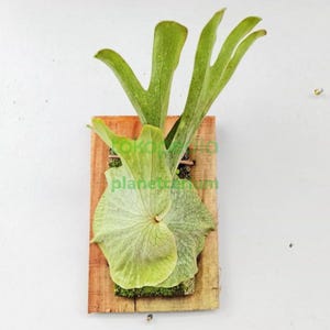 Platycerium Superbum Best Quality Deer Antler Park Plants
