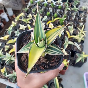 Sansevieria Lavranos Variegated Unique Snake Plant Best Quality Plants