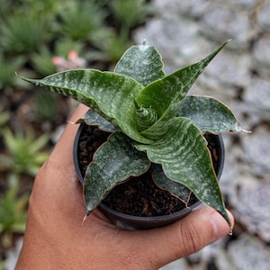 Sansevieria Hybrid Nakula Unique Snake Plant Best Quality Plants