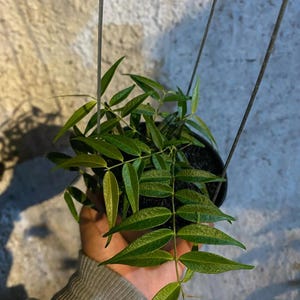 Hoya Leucantha sp Papua Good Leaves And Flowers Quickly - Fast Shipping