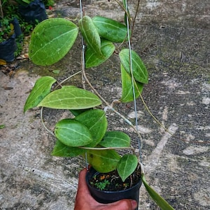 Hoya Dolichosparte Good Leaves And Flowers Quickly - Fast Shipping