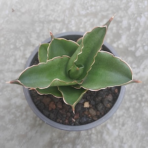 Sansevieria Hybrid Andaman Unique Snake Plant Best Quality Plants