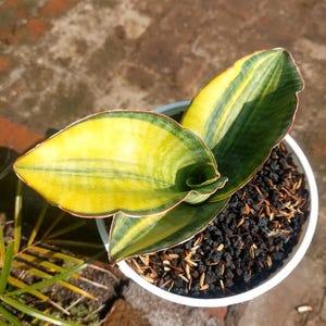 Sansevieria Mason Bowl Variegated Unique Snake Plant Best Quality Plants