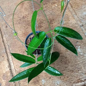 Hoya Onychoides Good Leaves And Flowers Quickly - Fast Shipping
