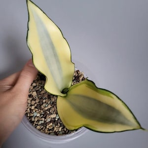 Sansevieria Moonshine Splash Unique Snake Plant