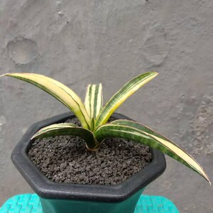 Sansevieria Somalensis Variegated Unique Snake Plant