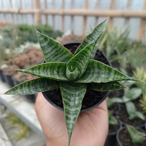 Sansevieria Hybrid Walii Unique Snake Plant