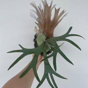 Platycerium Willinckii Best Quality Deer Antler Park Plants