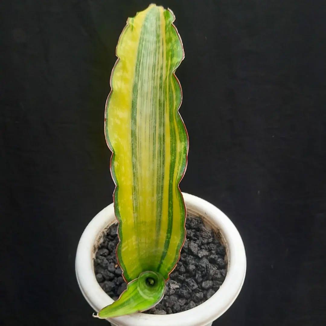 Sansevieria Dragon King - Etsy