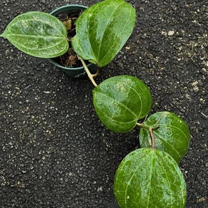 Hoya Latifolia Good Leaves And Flowers Quickly - Fast Shipping