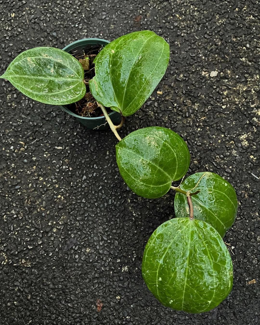 1025＊Hoya ＊ホヤ ＊diversifolia ＊グリーンオングリーン 1025＊Hoya ＊ホヤ ＊diversifolia ＊グリーンオングリーン 1025＊Hoya
