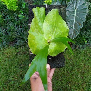 Platycerium Stemaria Laurentii Deer Antler Fern