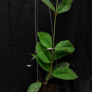 Hoya kapuasensis Gute Blätter und Blüten schnell - schneller Versand