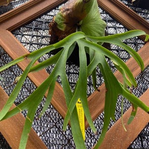 Platycerium Coronarium Best Quality Deer Antler Park Plants