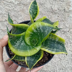 Sansevieria Twister Tsunami Unique Snake Plant Best Quality Plants