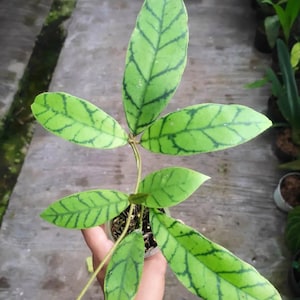 Hoya Callistophylla Good Leaves And Flowers Quickly - Fast Shipping