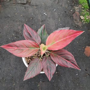 Aglaonema Red Vein Beautiful Colors And Leaves