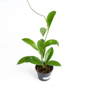 Hoya Lucida sp Papua Good Leaves And Flowers Quickly - Fast Shipping