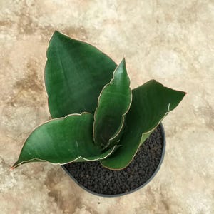 Sansevieria Mazares Unique Snake Plant