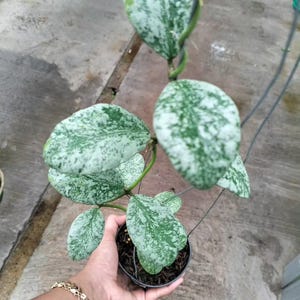 Hoya Waymaniae Cloudy Sky Good Leaves And Flowers Quickly - Fast Shipping