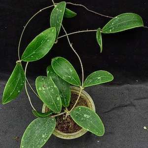 Hoya Rintzii Borneo Gute Blätter Und Blumen Schnell - Schneller Versand