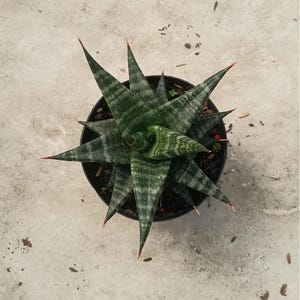 Sansevieria Hybrid Blorong Unique Snake Plant