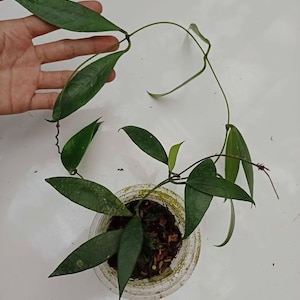 Hoya Kuhlii Good Leaves And Flowers Quickly - Fast Shipping
