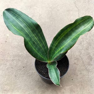 Sansevieria Malawi Midnight Variegated Unique Snake Plant Best Quality Plants