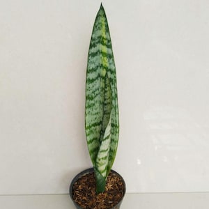 Sansevieria Wagner Snake Plant Rare Indoor Plant